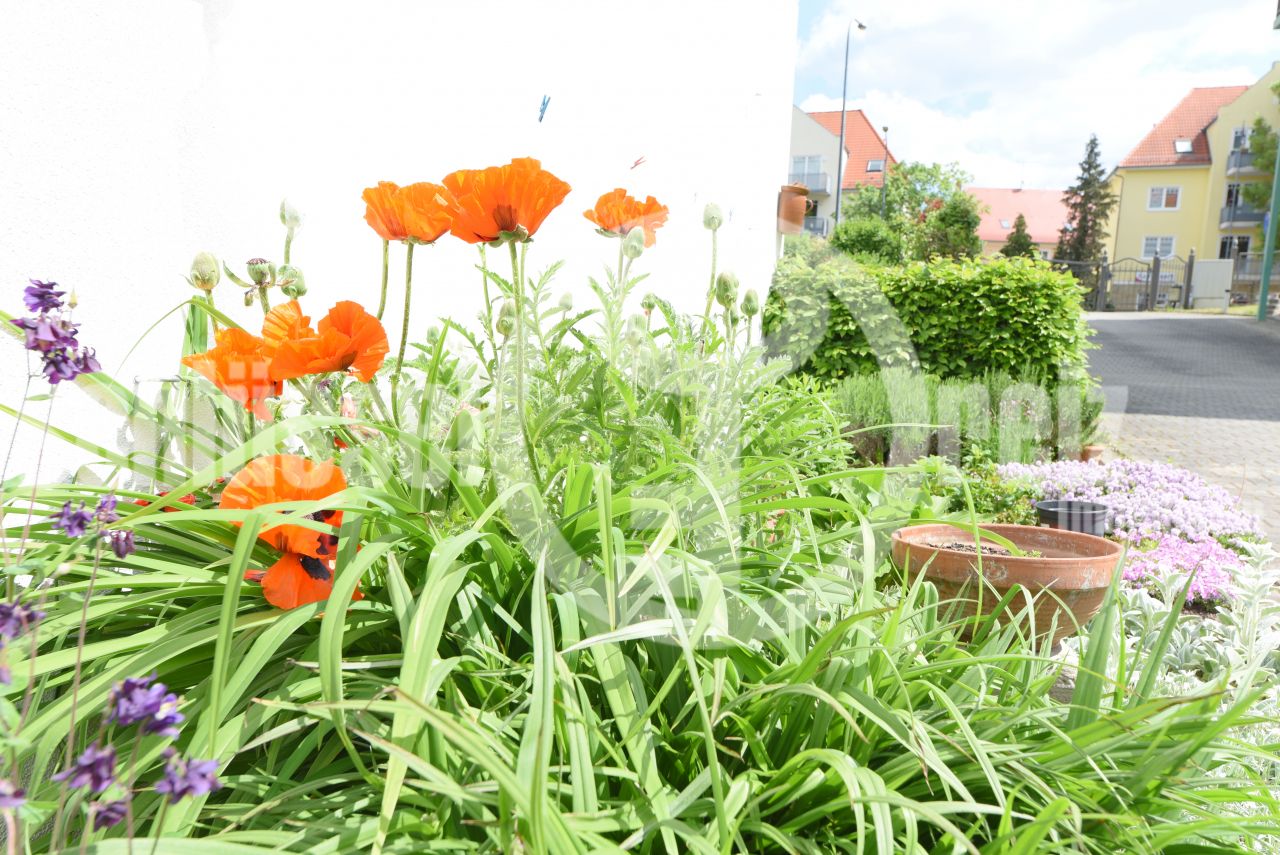Gemeinschaftsgarten Gemeinschaftsgarten