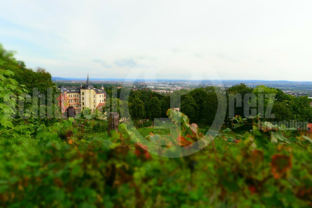 Objektansicht von Weinbergen