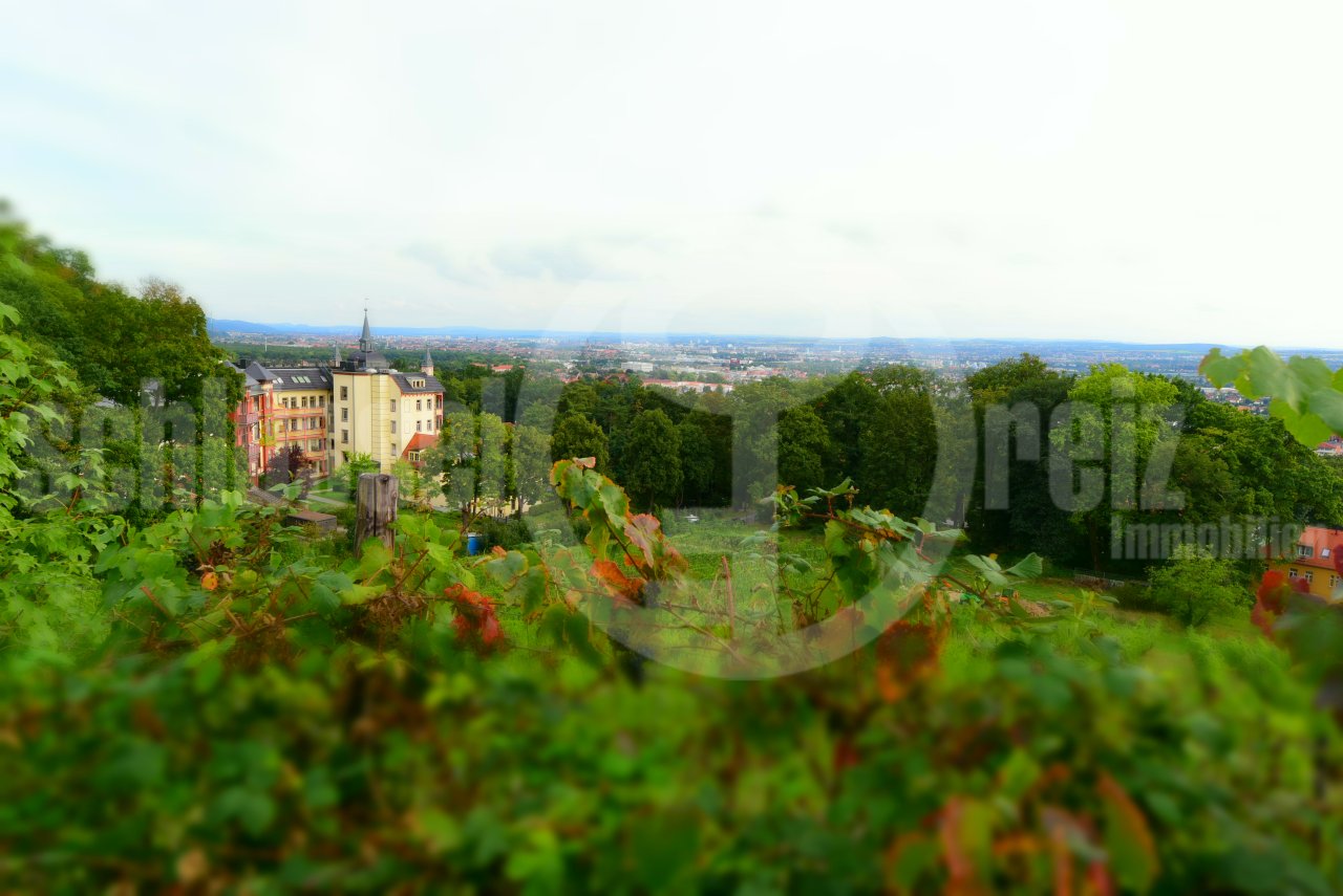 Objektansicht von Weinbergen