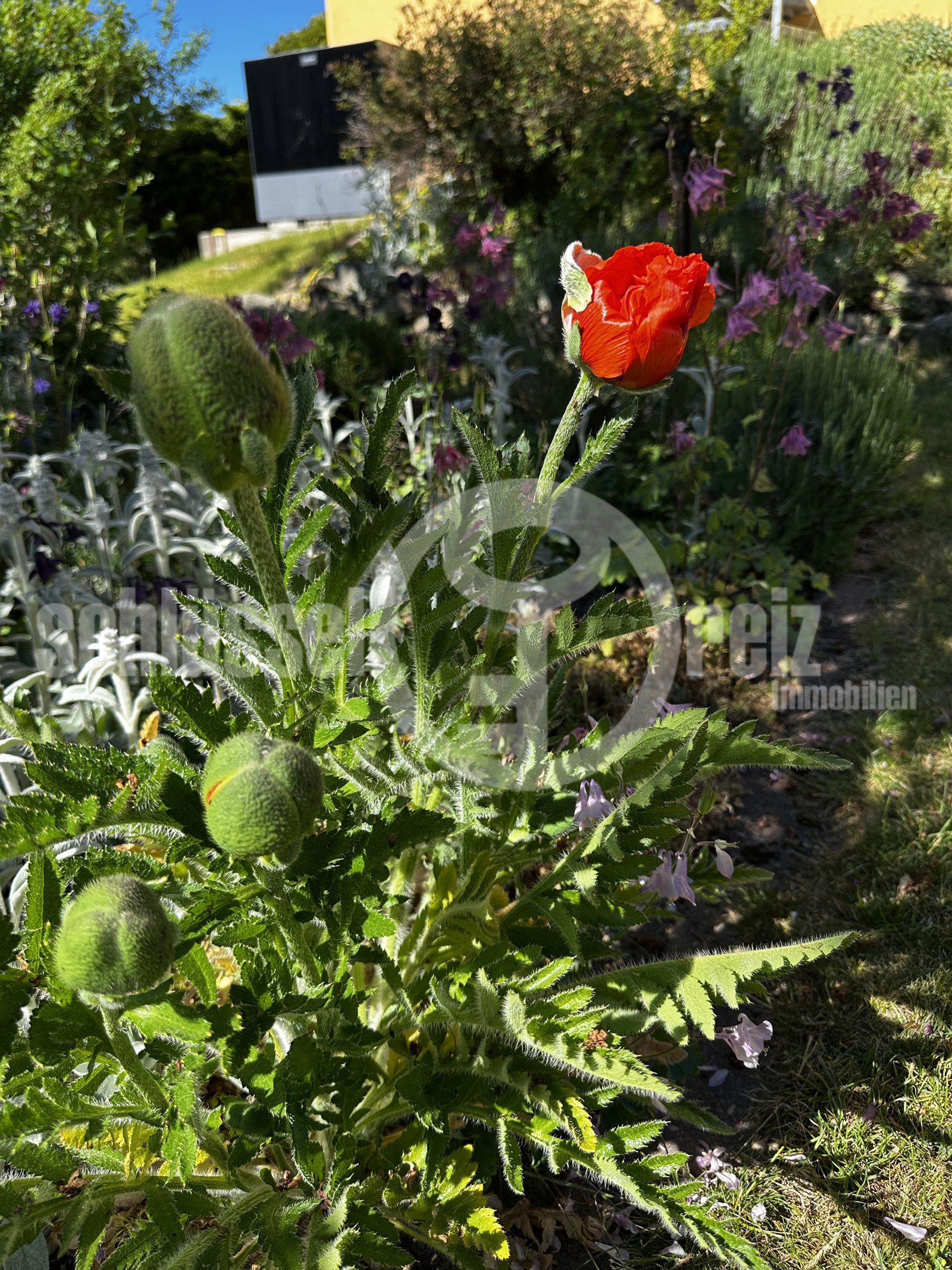 Blütenreicher Garten mit vielfältiger Bepflanzung und sonniger Südausrichtung Blütenreicher Garten mit vielfältiger Bepflanzung und sonniger Südausrichtung